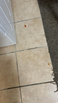 Blood stain on the floor