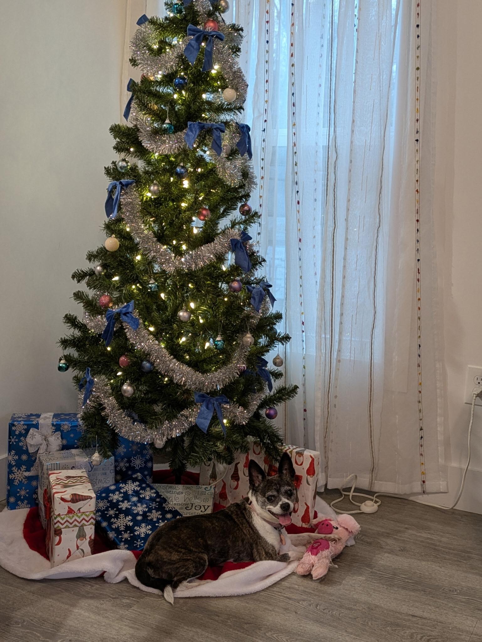 Our dog loved the Christmas tree!