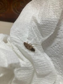 One of the roaches