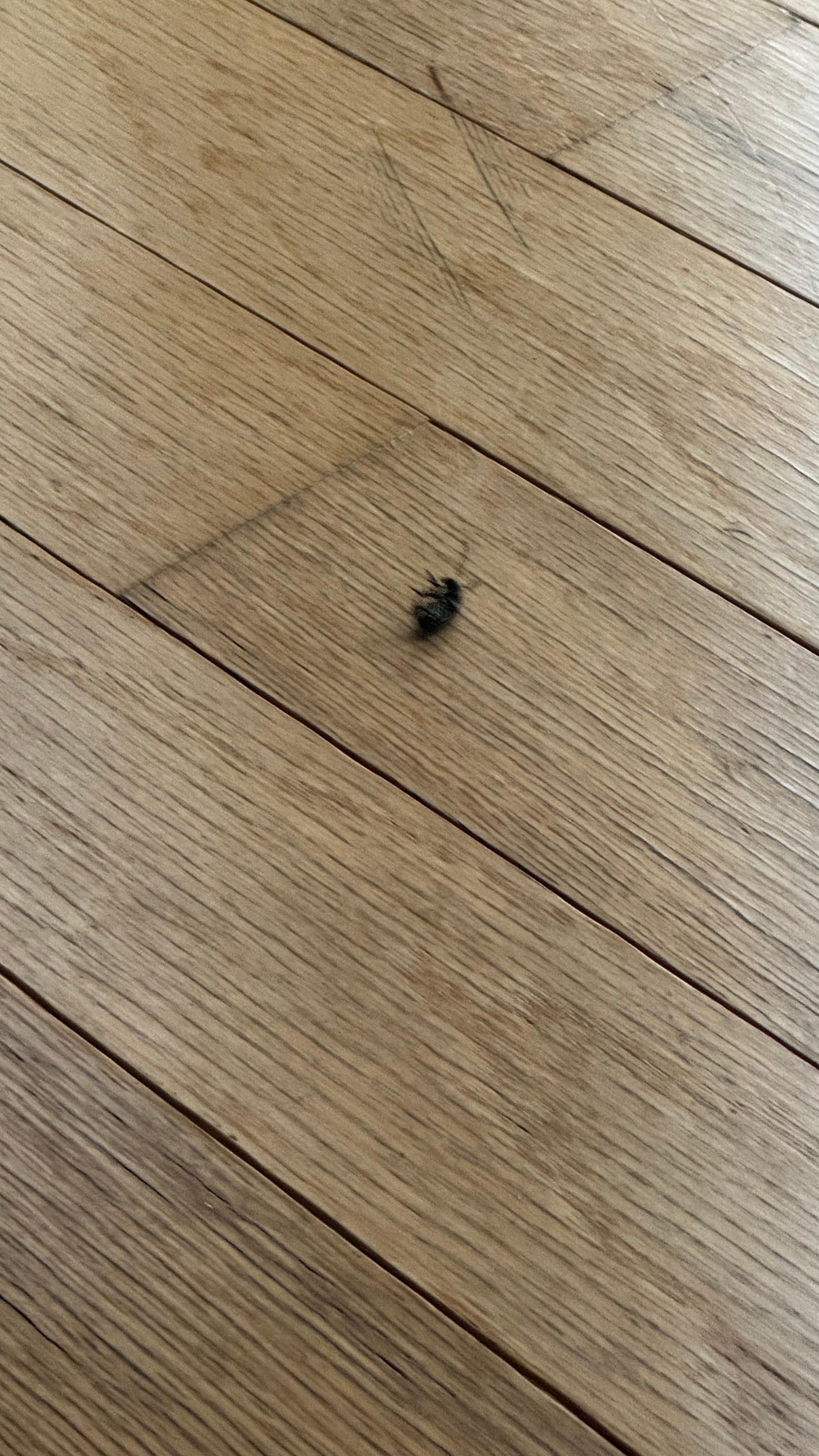 Bugs in living room