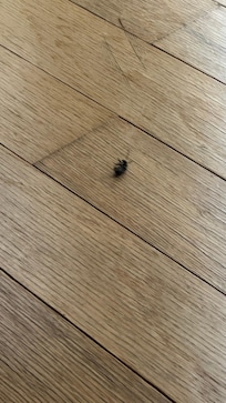 Bugs in living room