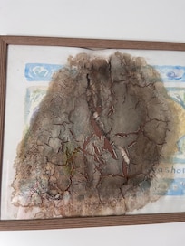 quadro destruido pelo mofo