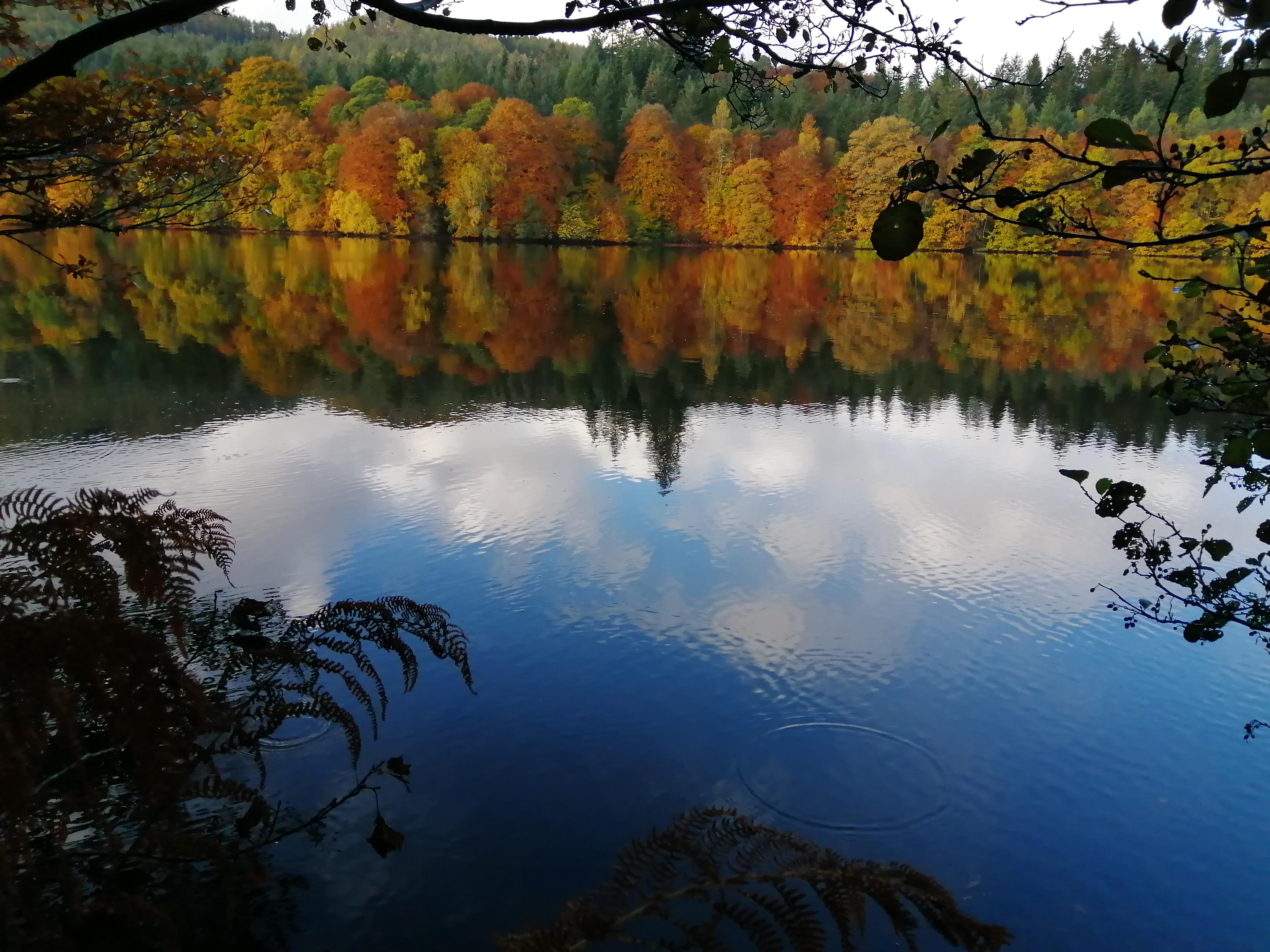 Easy woodland walk from hotel on good paths. 