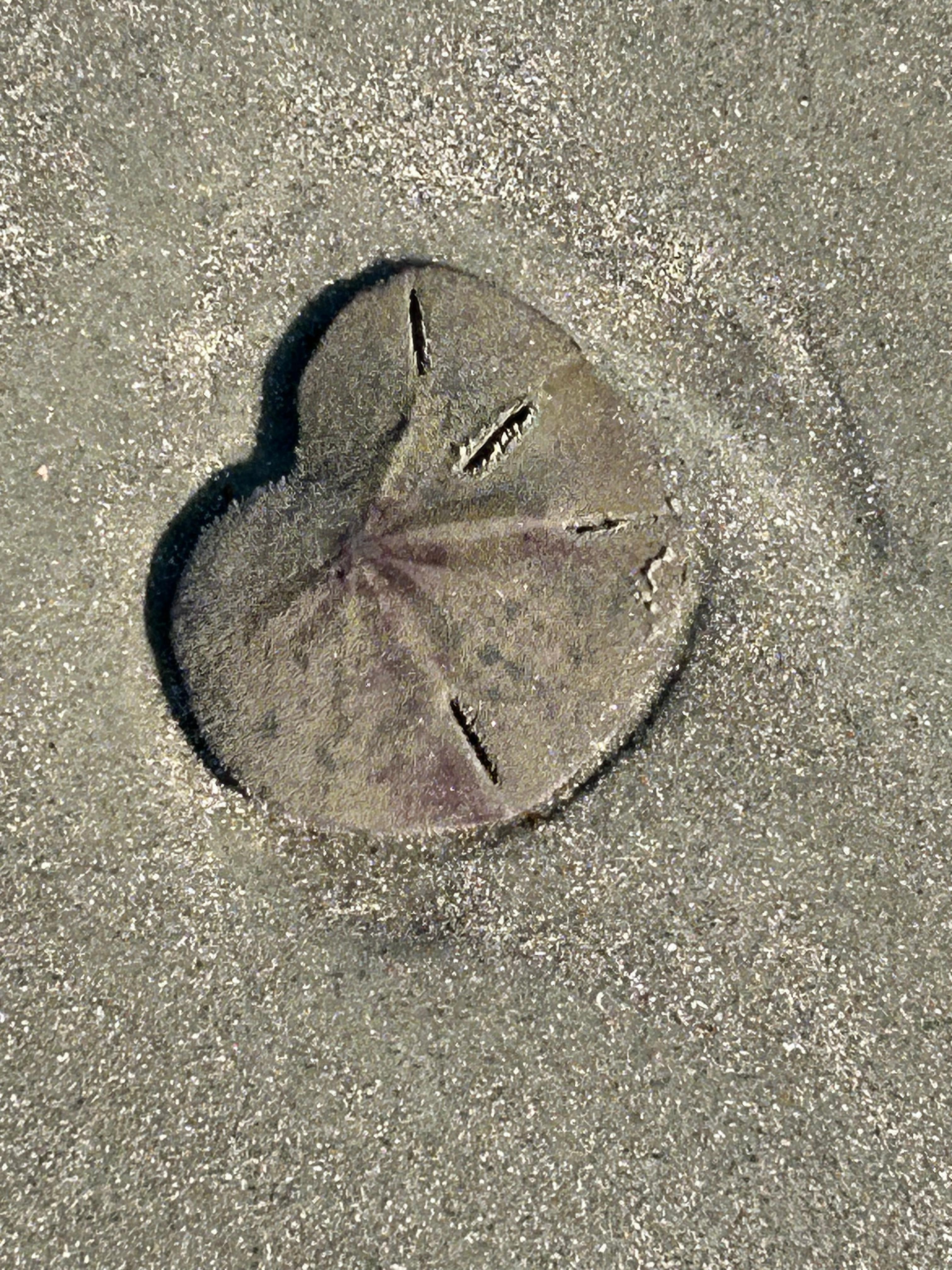 Starfish on nearby Hunting Island.