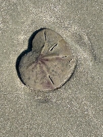 Starfish on nearby Hunting Island.