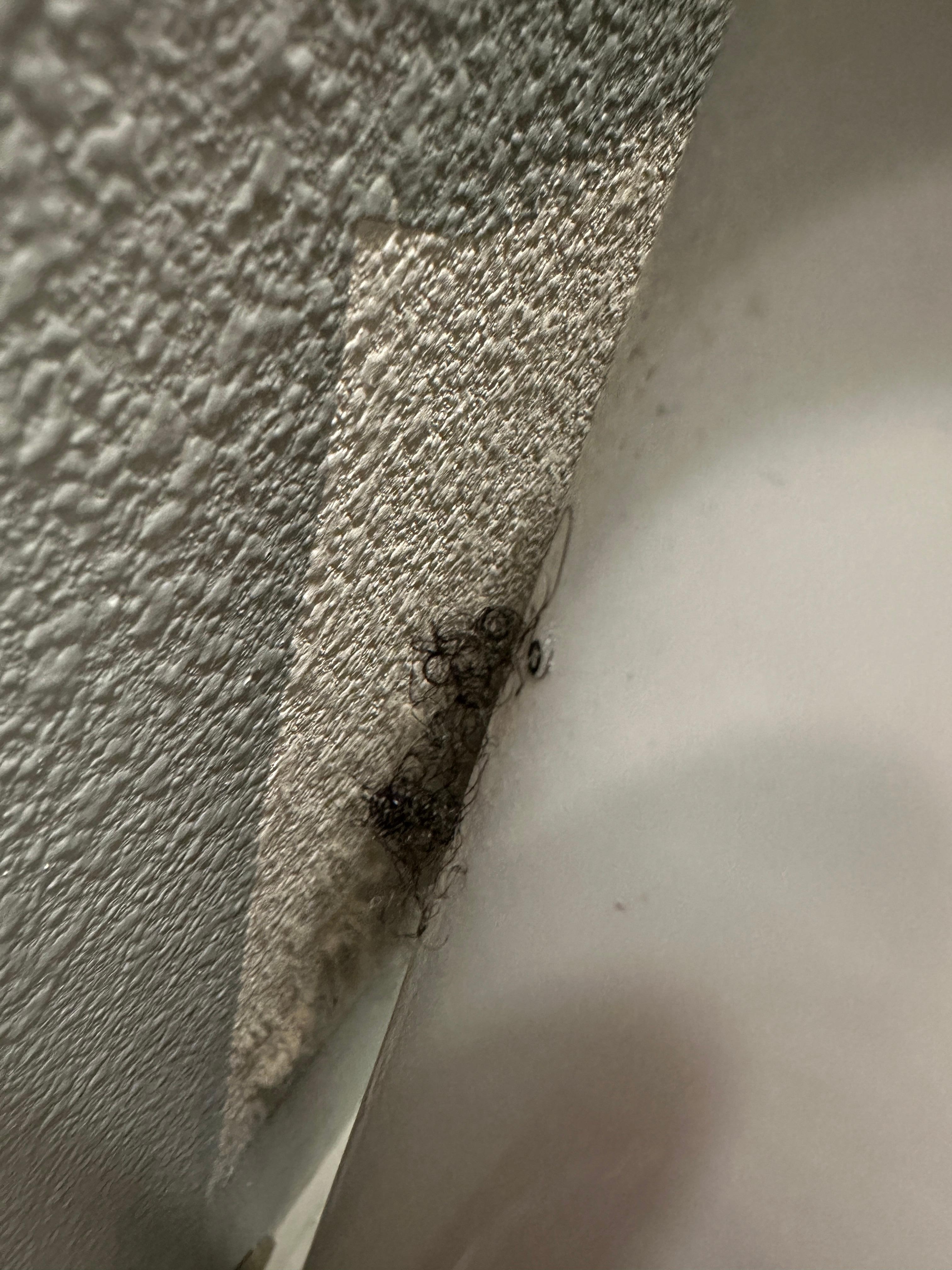 pubic hair on the toilet tank