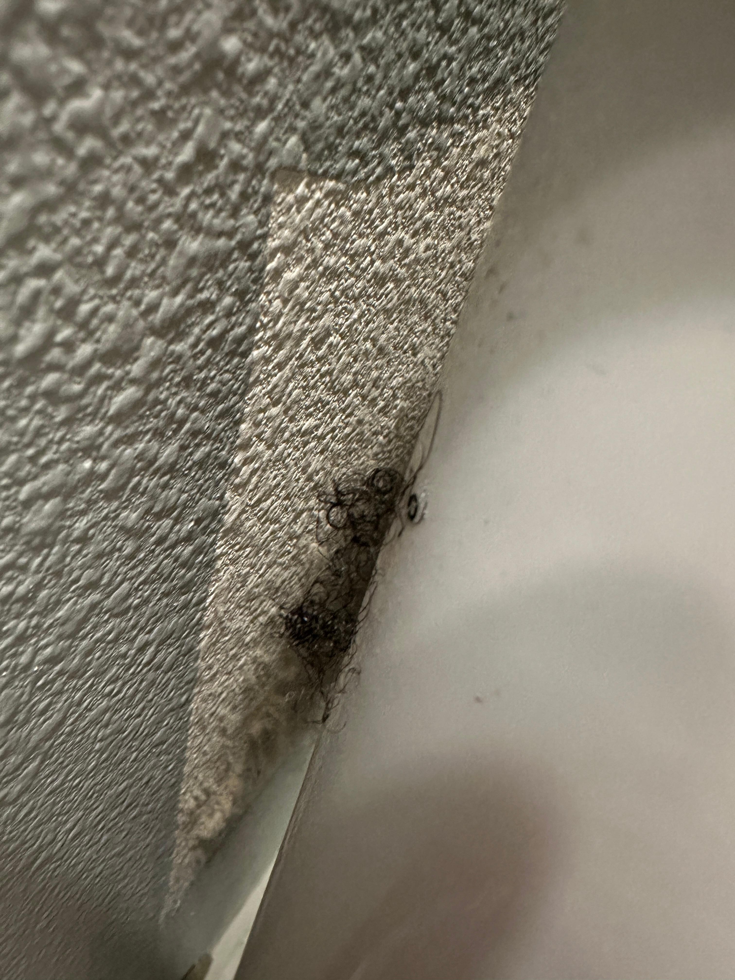 pubic hair on the toilet tank