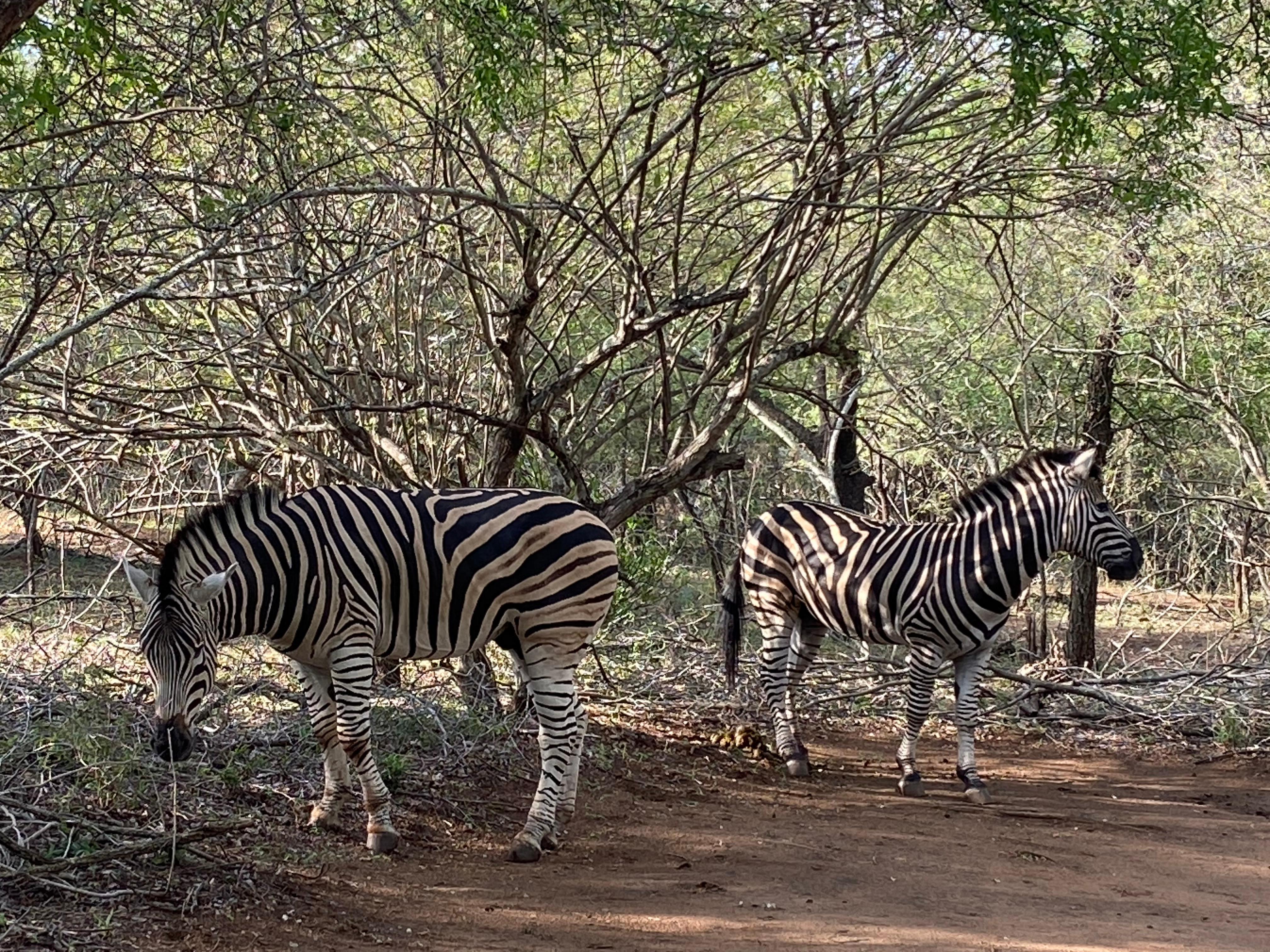 Zebra in the car park