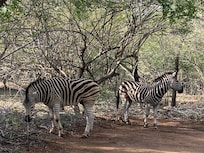 Zebra in the car park