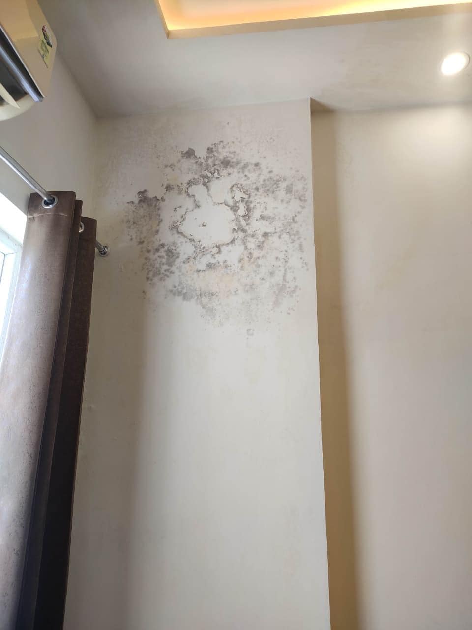 Fungus covered wall