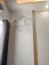 Fungus covered wall