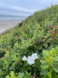 Gorgeous botanicals.