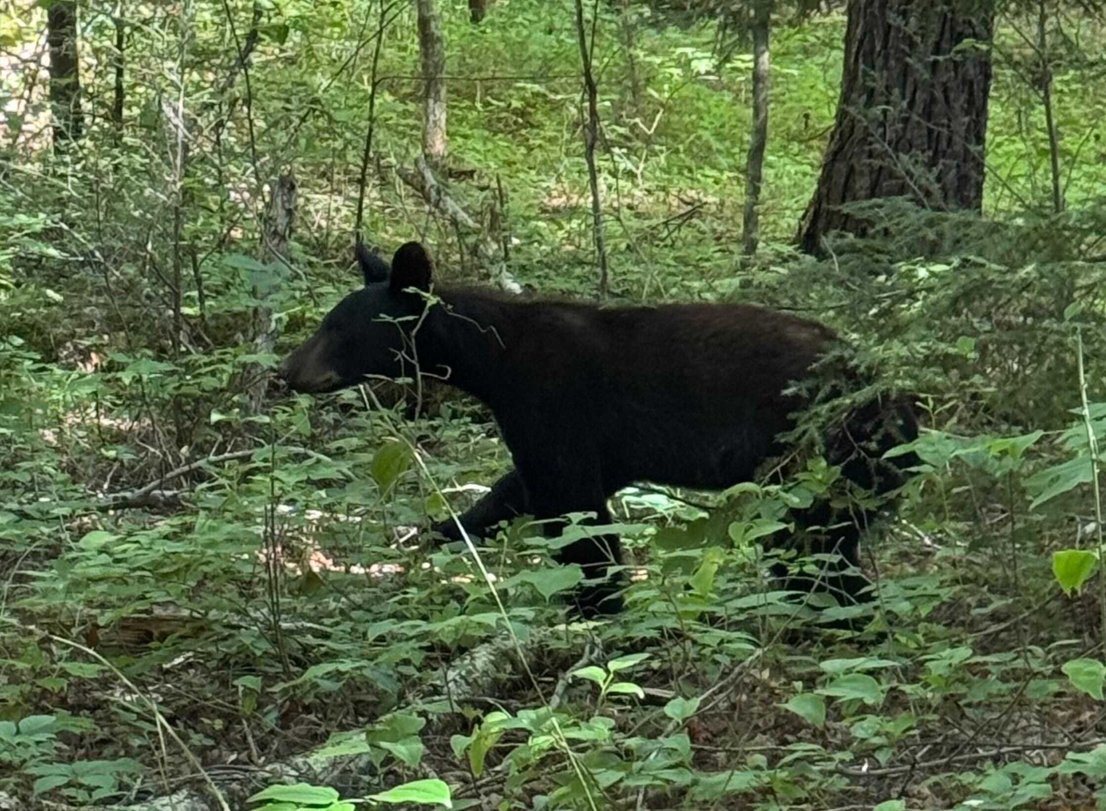 Wildlife!  