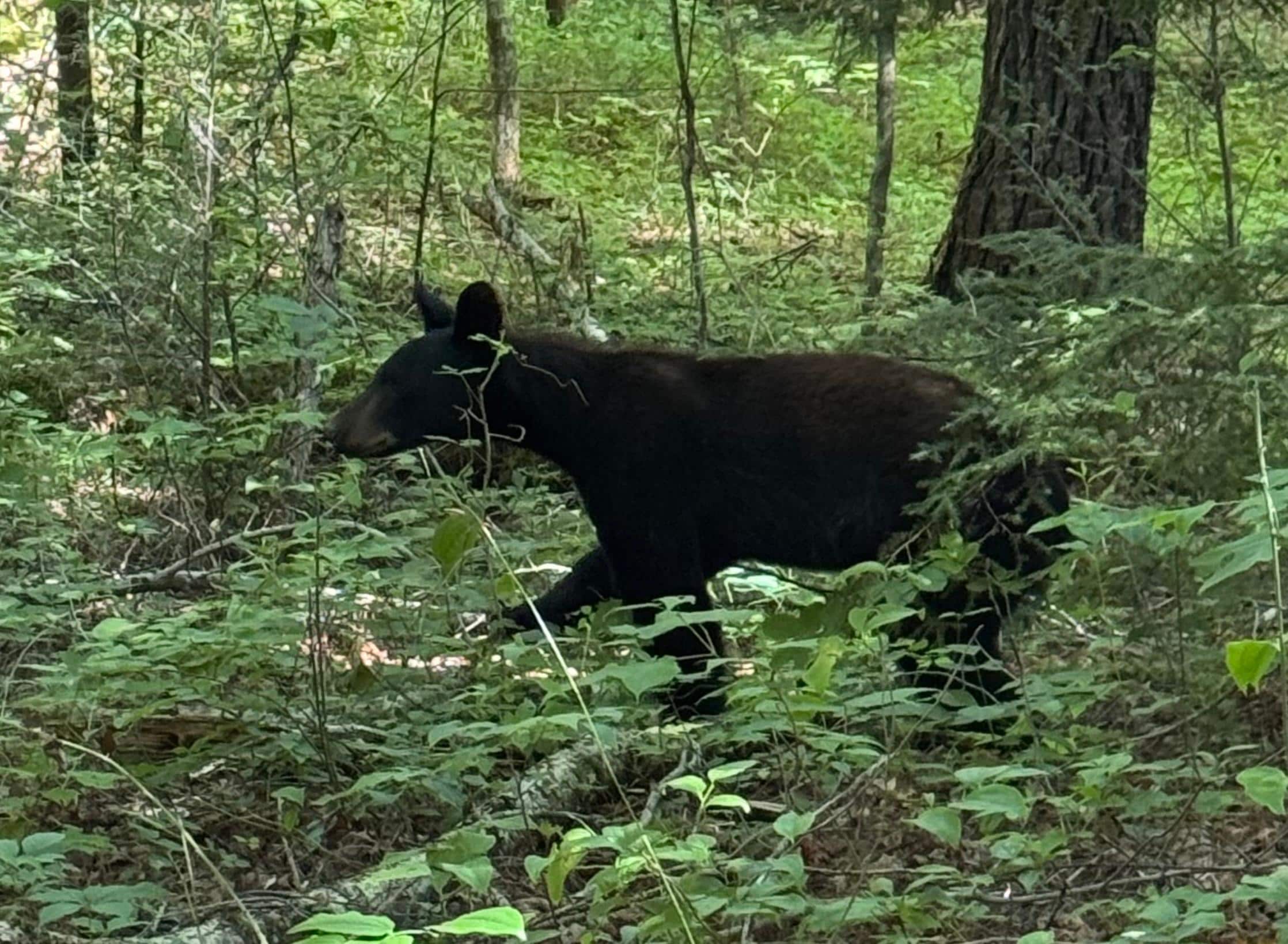Wildlife!