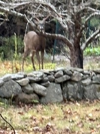 Deer in backyard