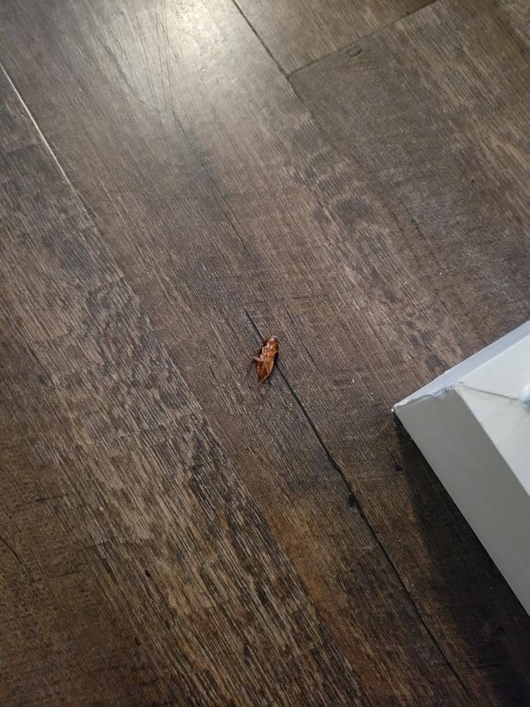 Dead bug