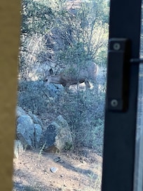 Tried to get the quail but miss it.