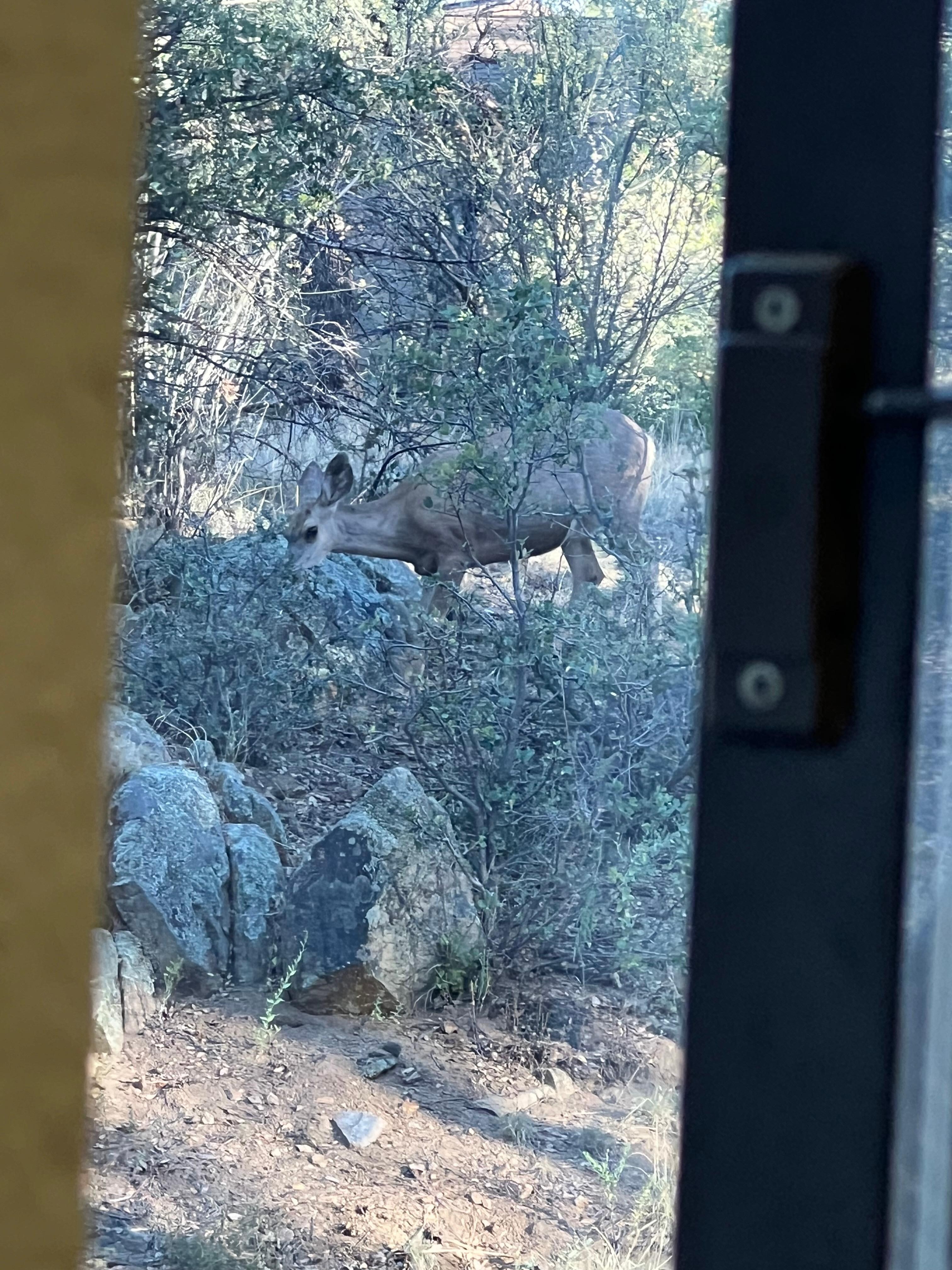 Tried to get the quail but miss it.