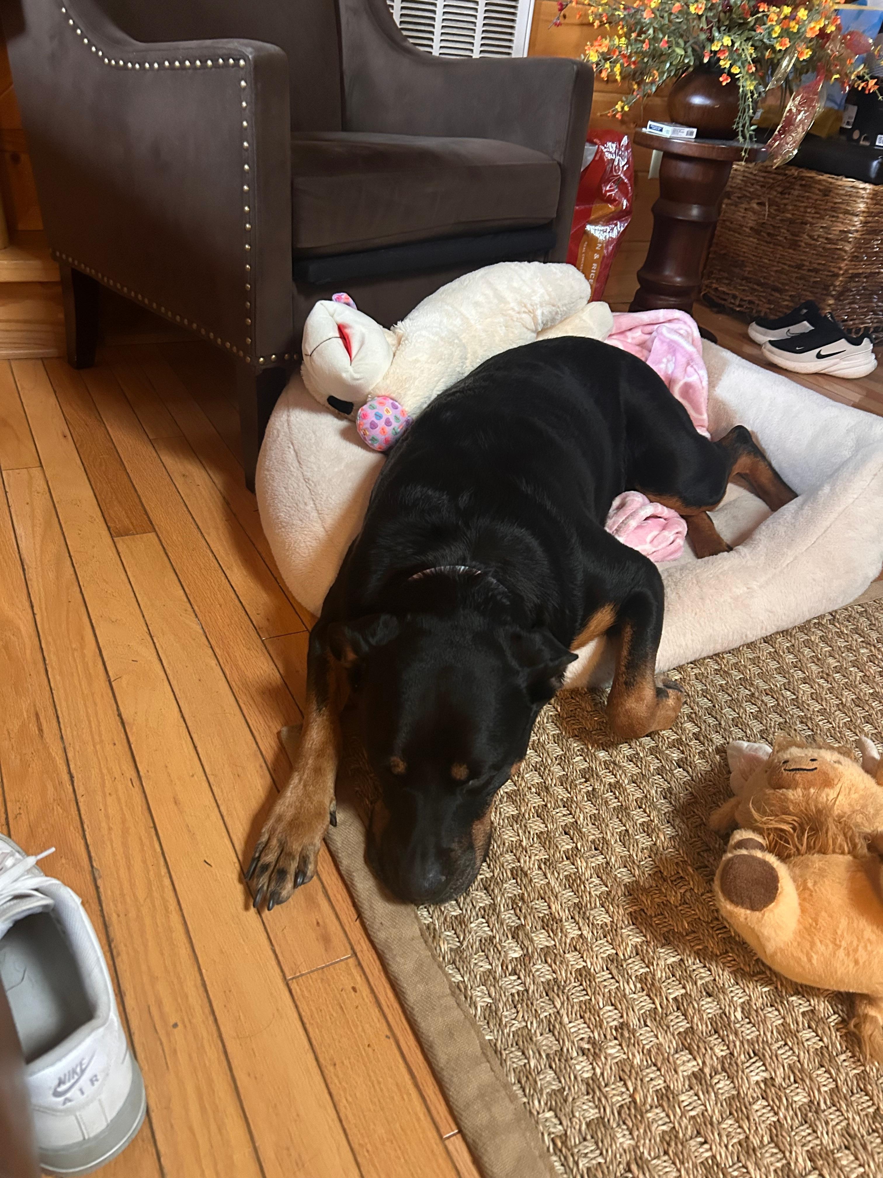 Very dog friendly ♥️