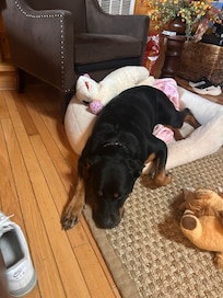 Very dog friendly ♥️