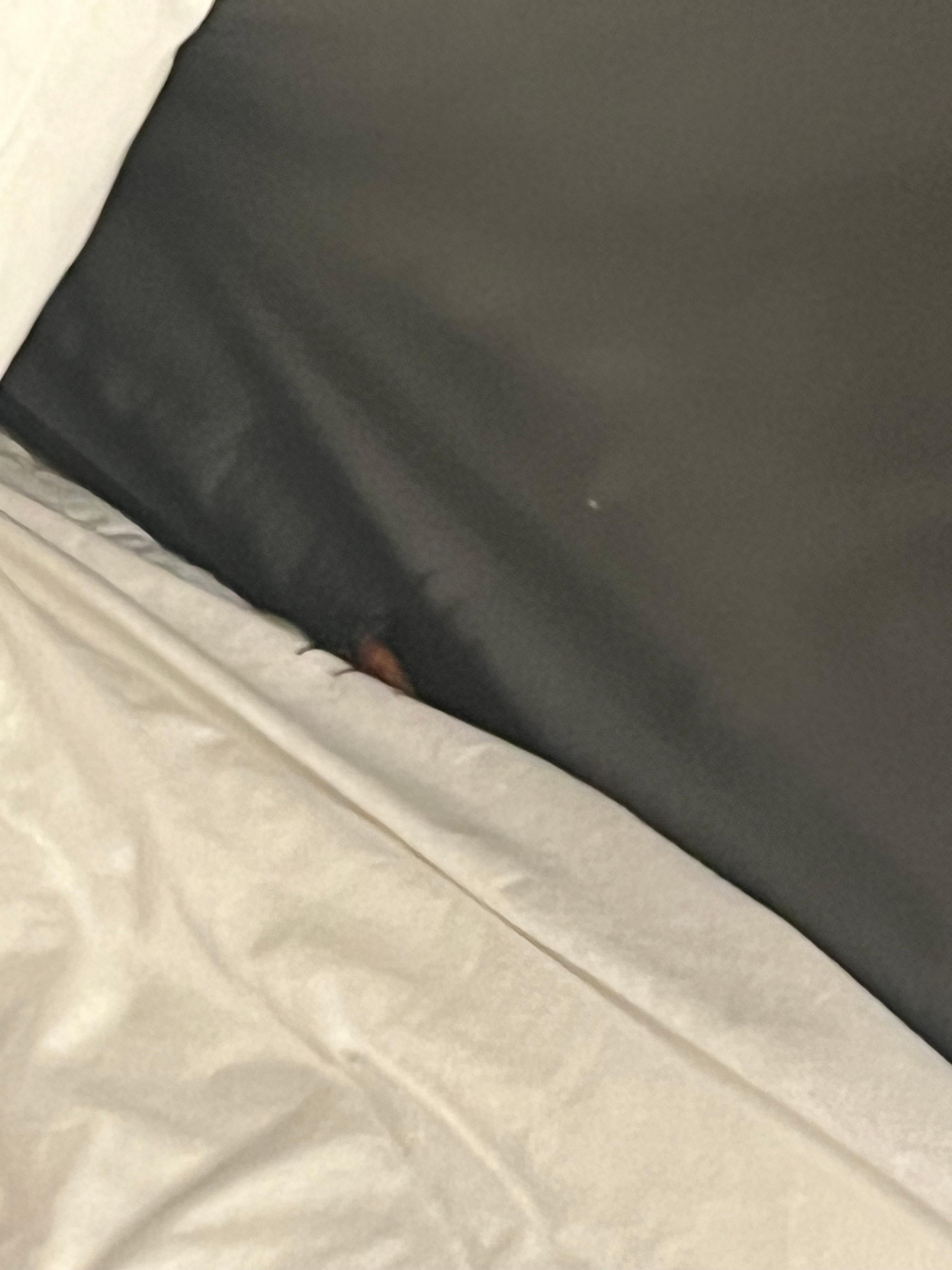 Roach running off bed