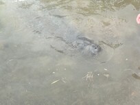 Manatee - very friendly