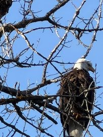 gold eagle flew up the river every morning