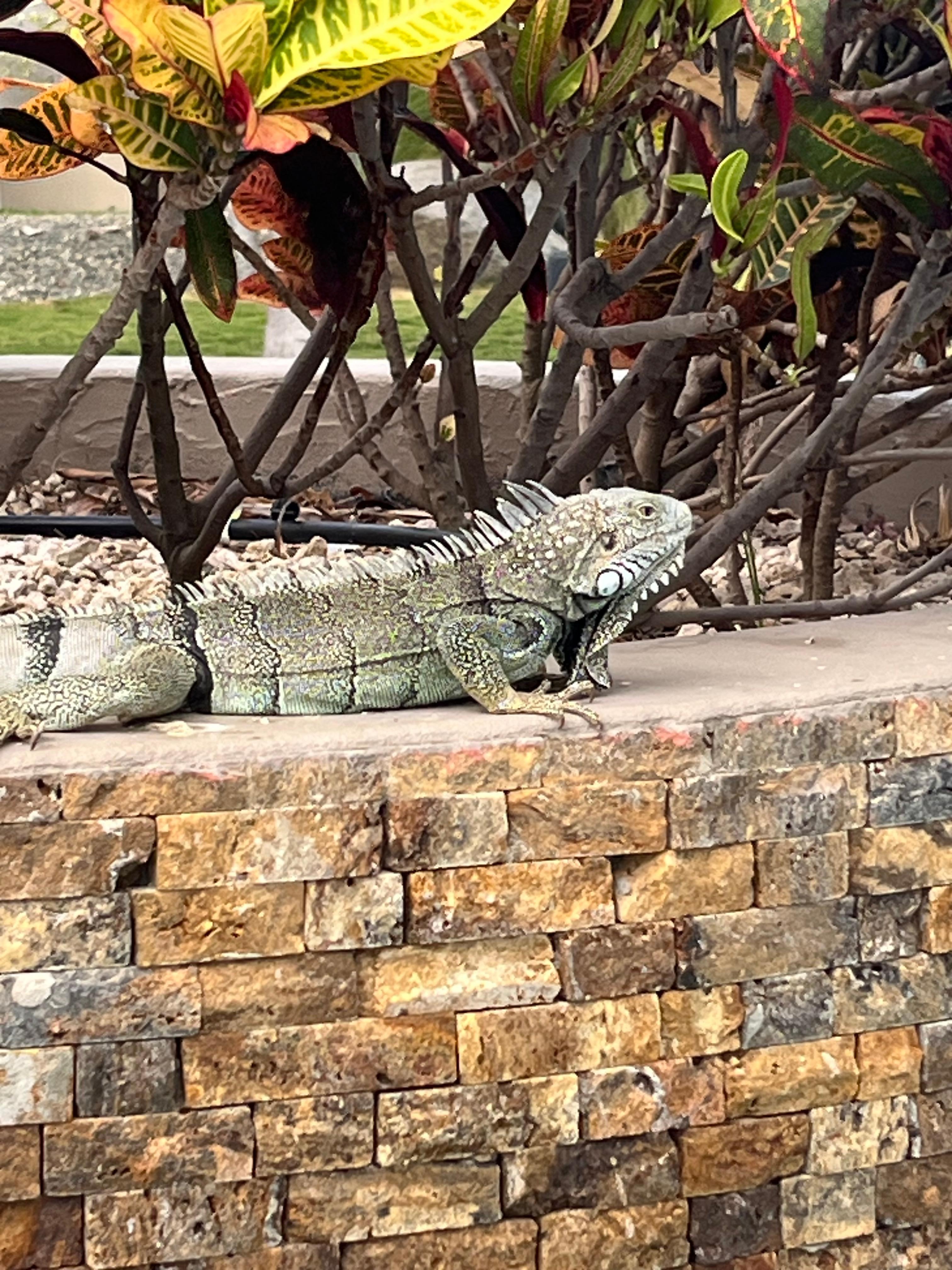 Our pool denizen!