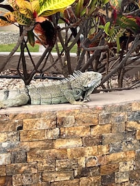 Our pool denizen!
