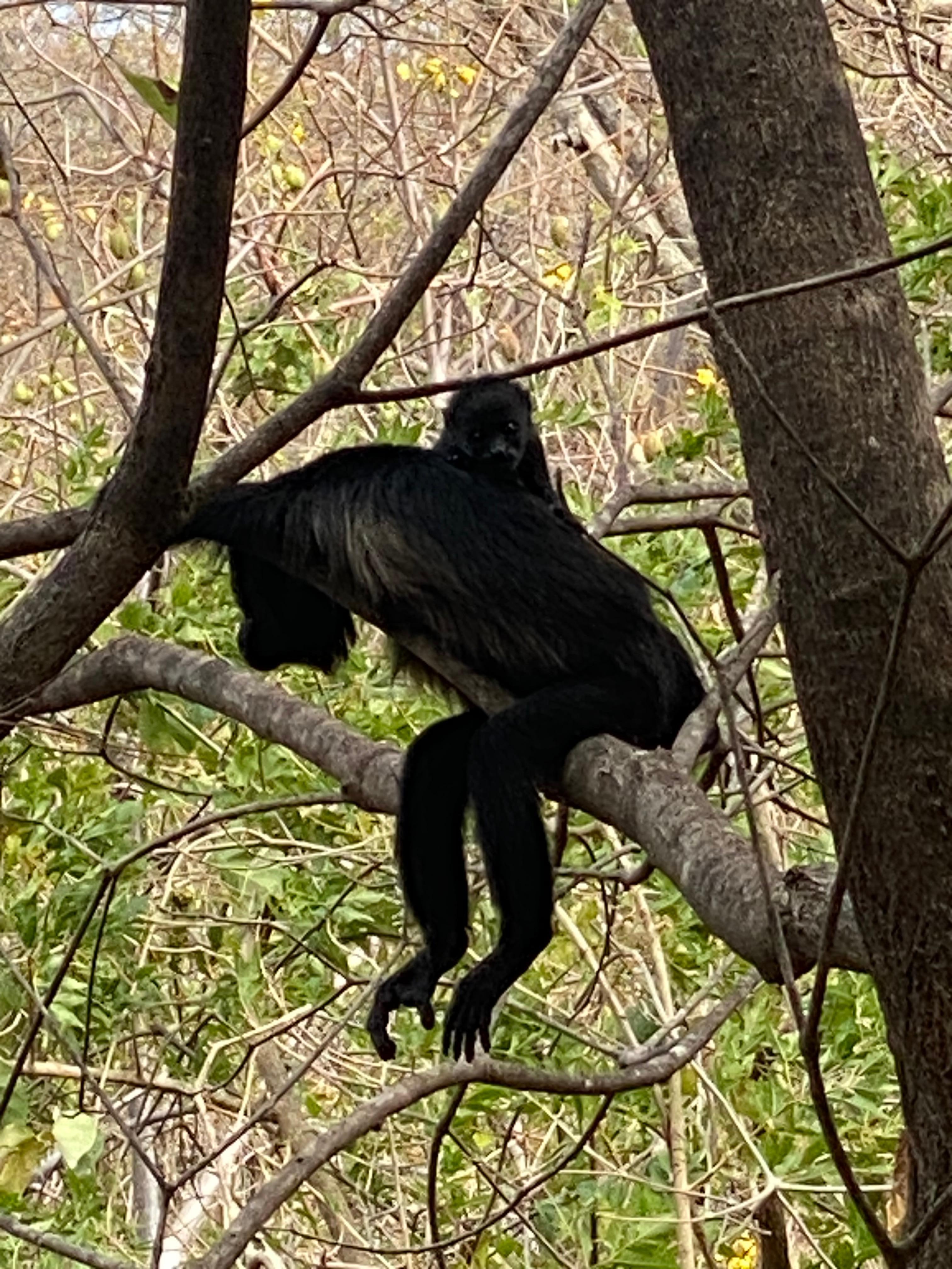Direkt neben unserer Wohnung lagen Affen Innern Ästen