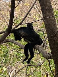 Direkt neben unserer Wohnung lagen Affen Innern Ästen