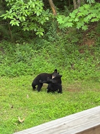 bear cubs