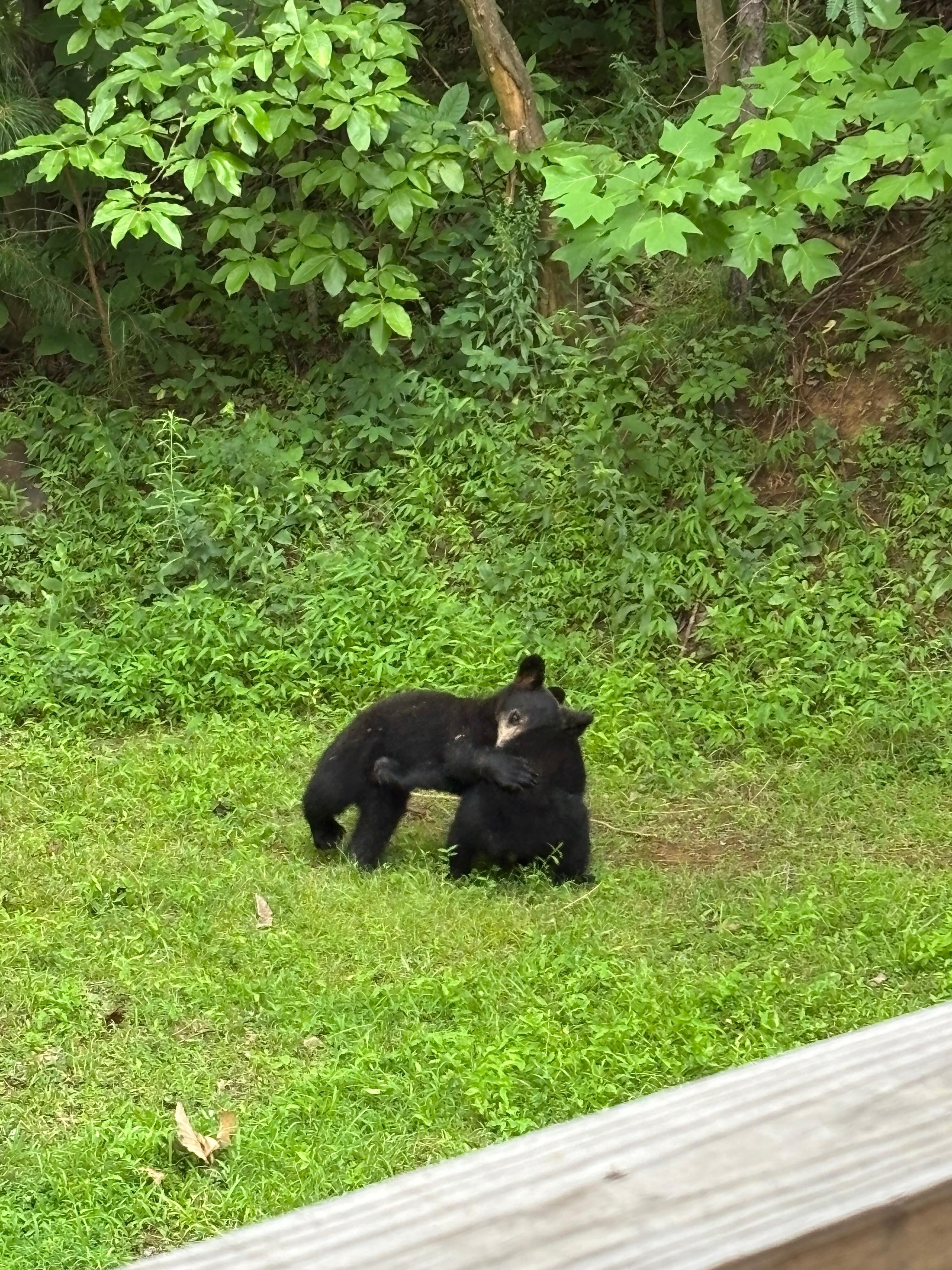 bear cubs