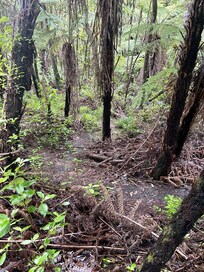 The nature track that takes you to the beach