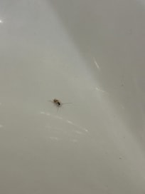 洗面所に毎回出没するゴキブリの子供