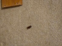 Dead roaches in the bedroom closet