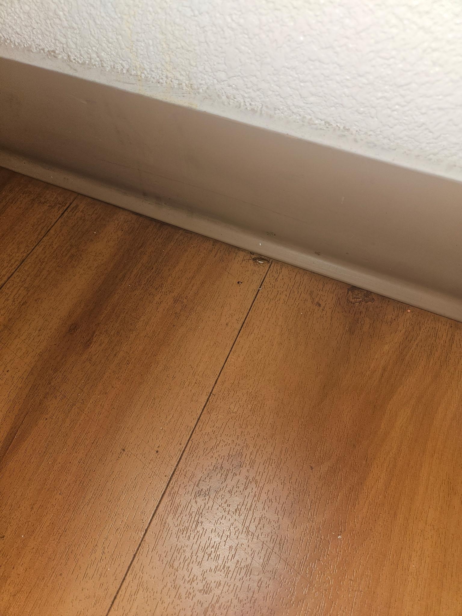 Cockroaches.  Will have to zoom on the picture 