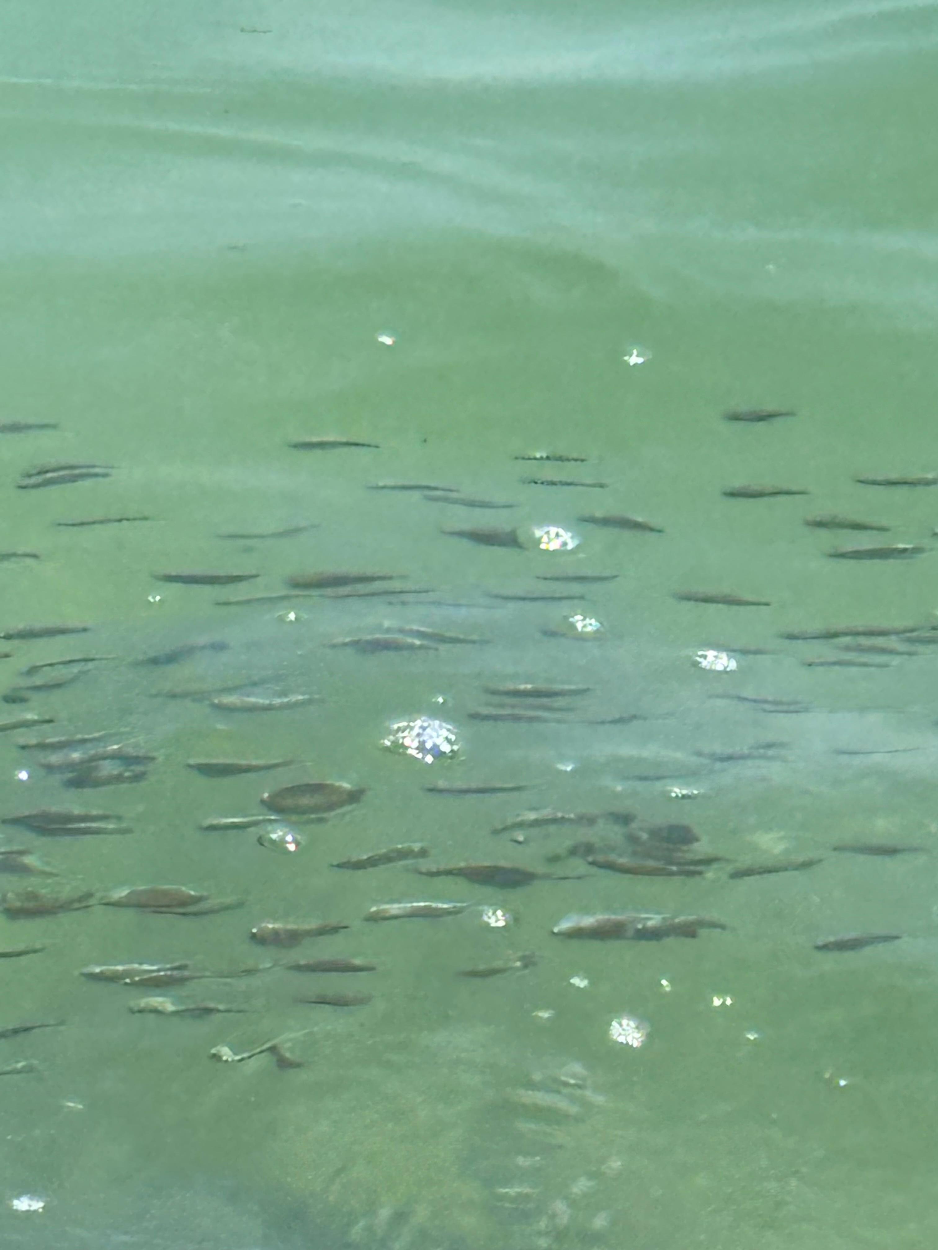 Loved watching all the fish swimming by. Pelicans too.