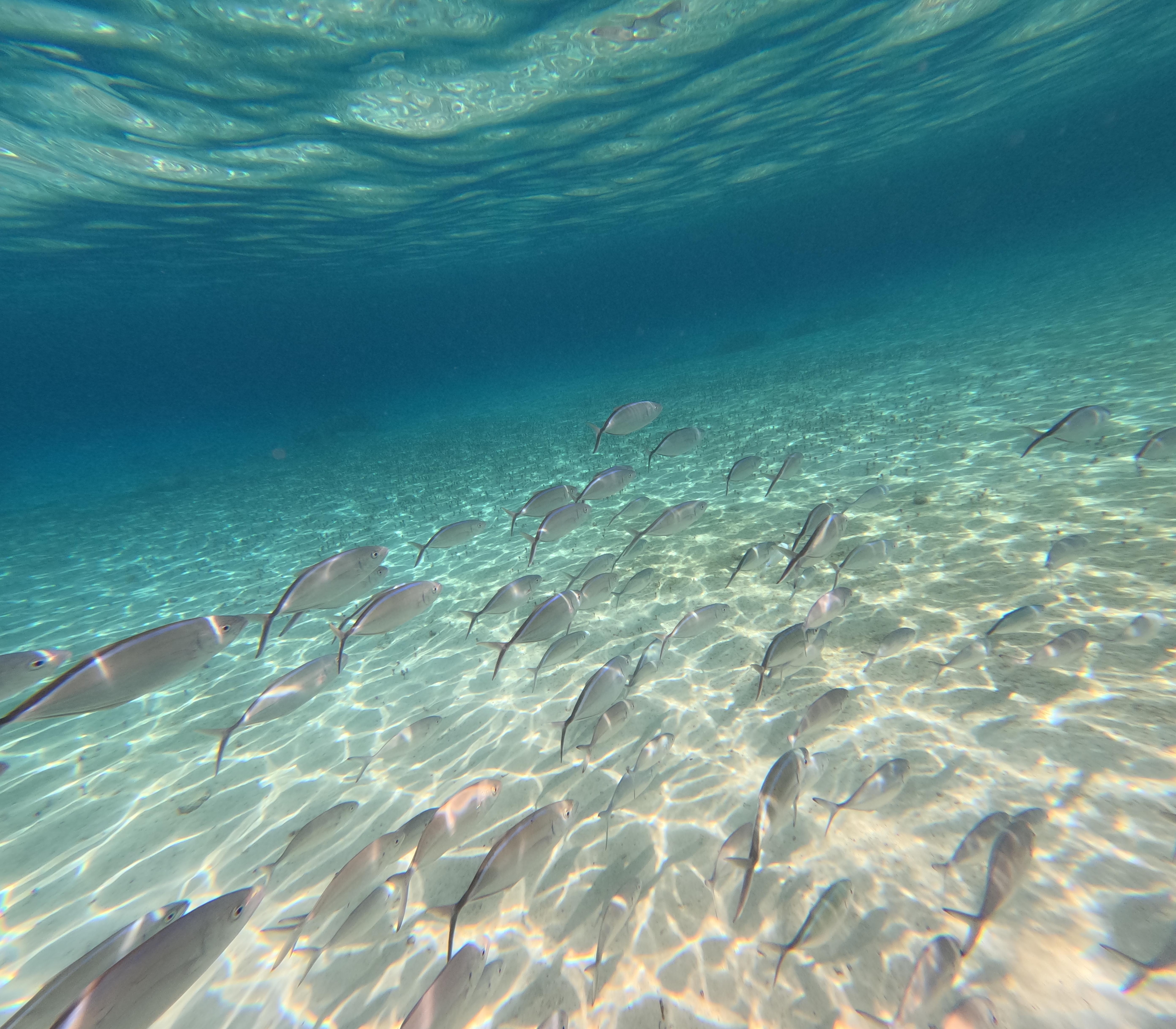 Banco de peces en playa del hotel