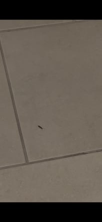 Earwig in bathroom
