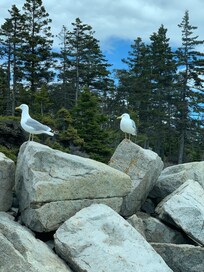 Schoodic Peninsula