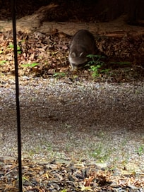 Nightly visitor