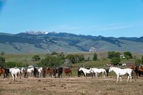 Wind River Wild Horse Sanctuary, nearby.