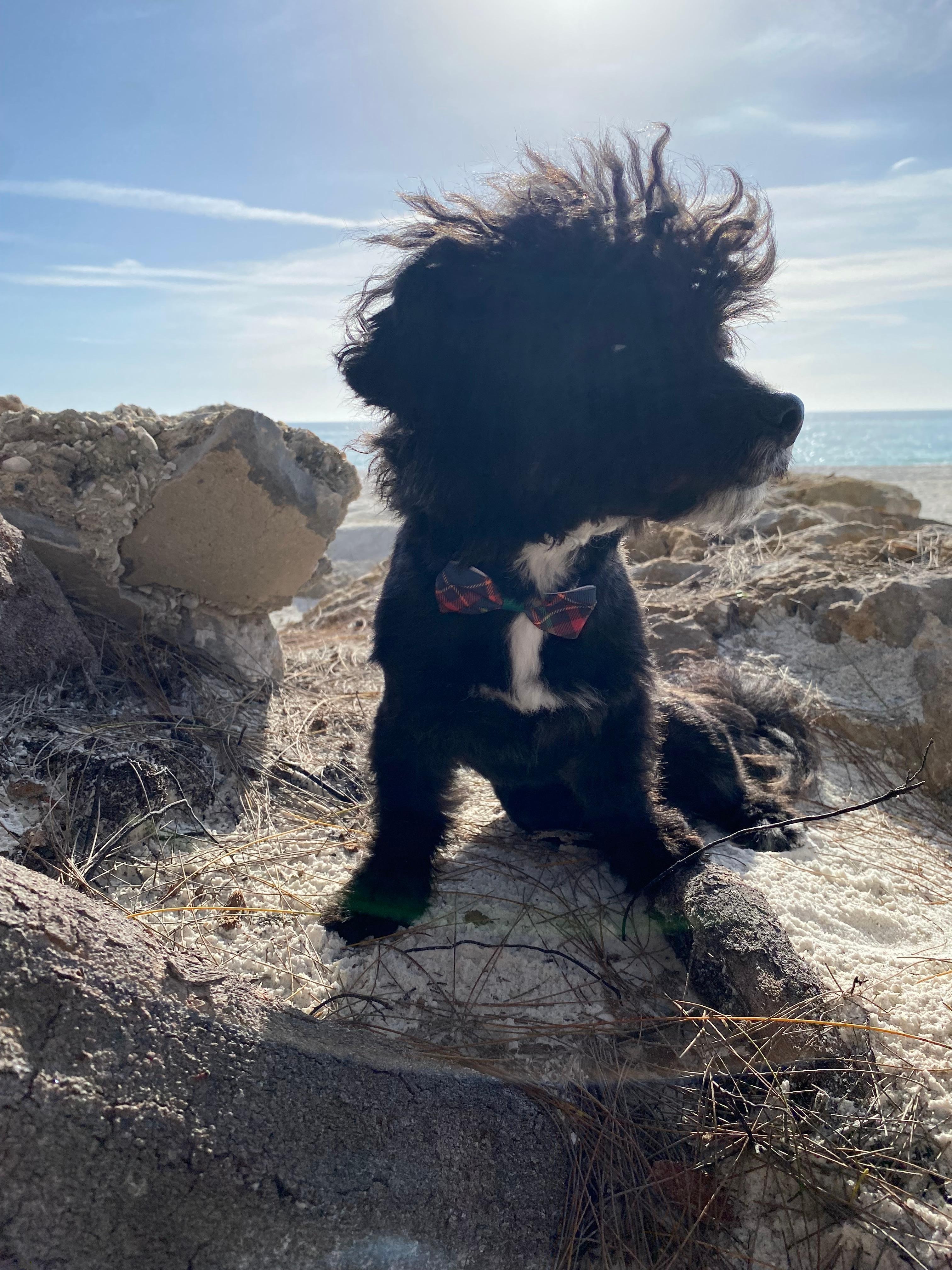 My puppy all dressed up for our dinner date at Salt.