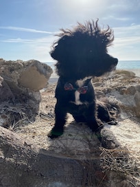 My puppy all dressed up for our dinner date at Salt.