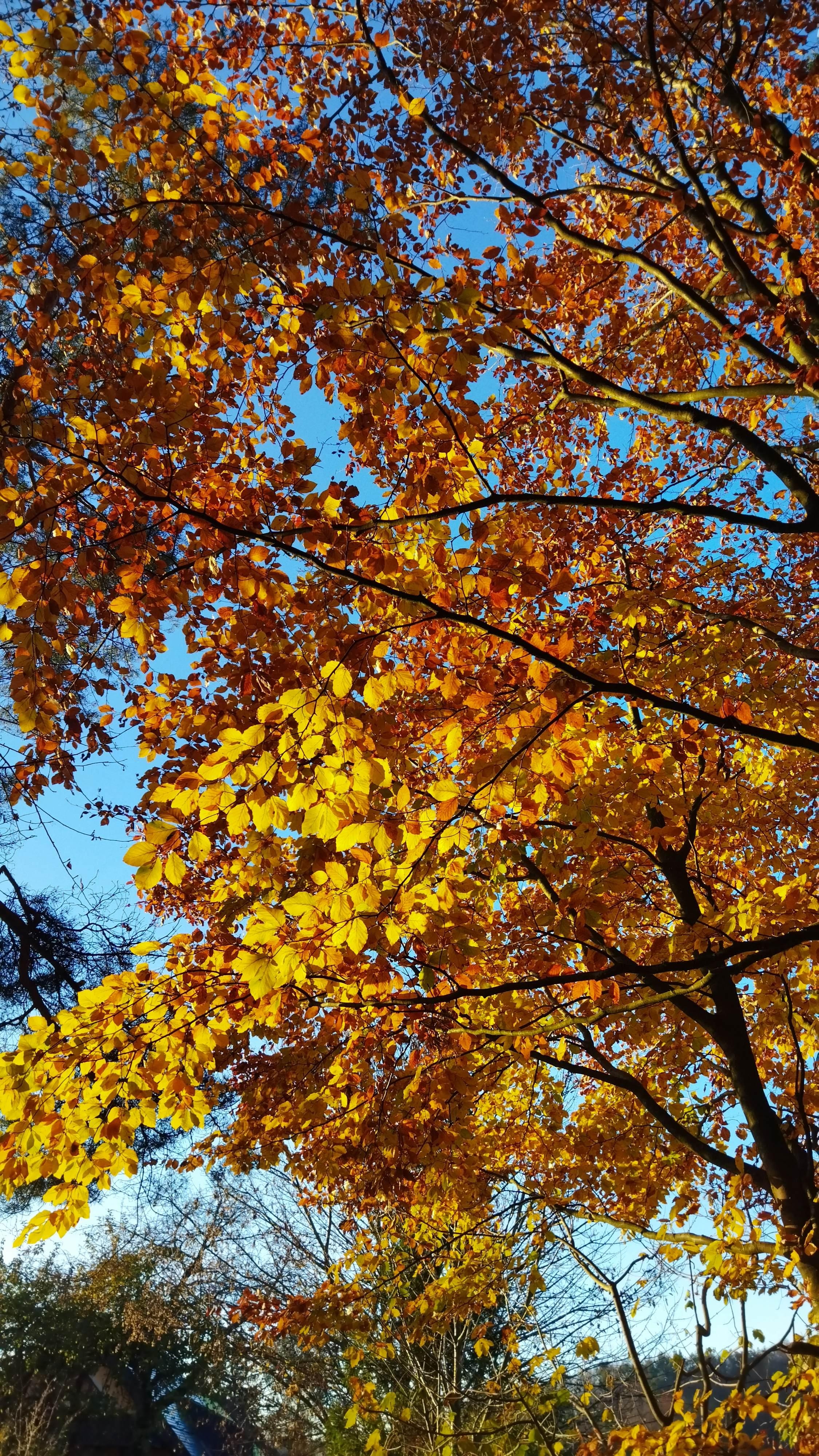 Waldrand neben der Unterkunft 