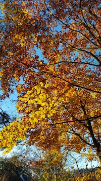 Waldrand neben der Unterkunft