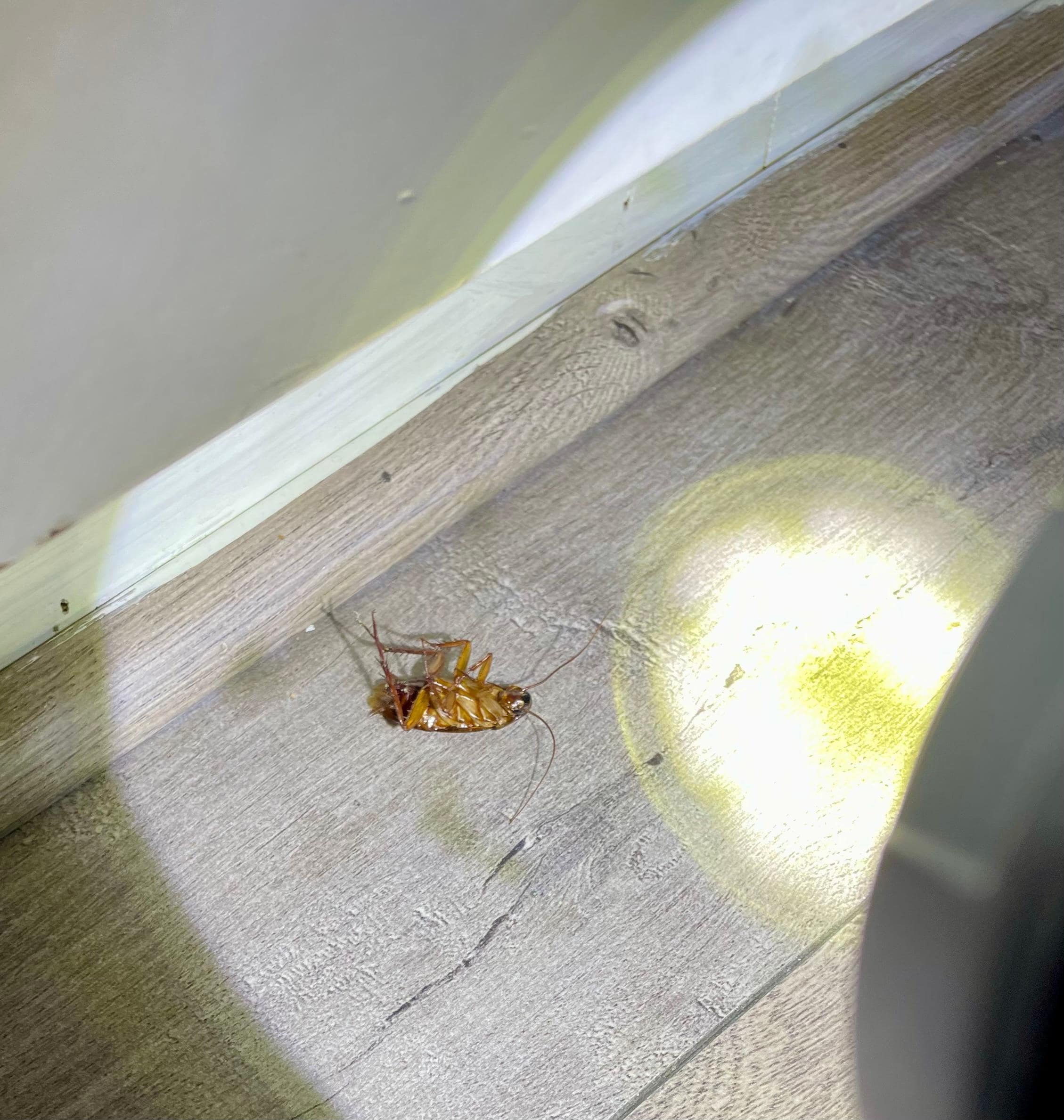 Didn’t know I was sharing room with others, lol. Host says they spray after each rental. 