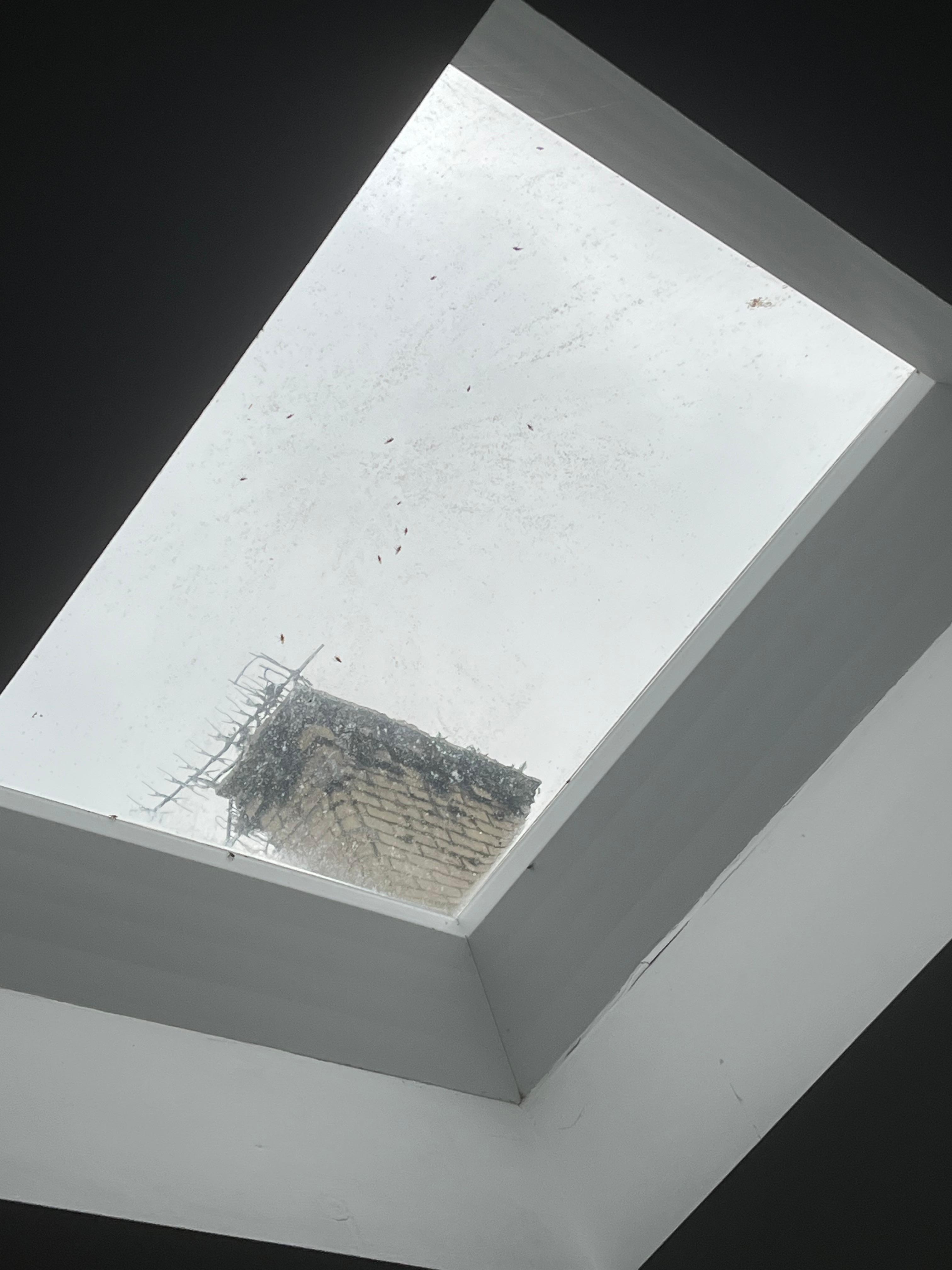 I don't know why there were so many flies