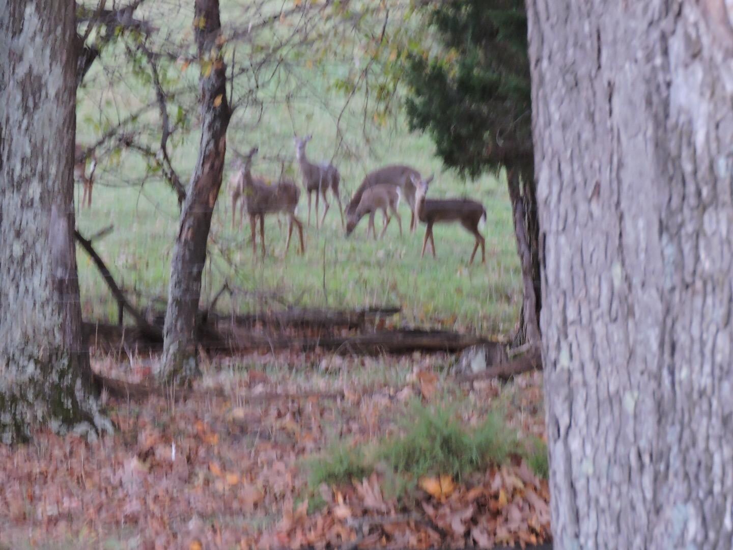Enjoyed deer visitors every day except 1